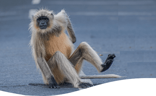 Foto de um primata sentado na estrada.